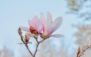 玉兰花