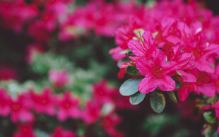杜鹃花