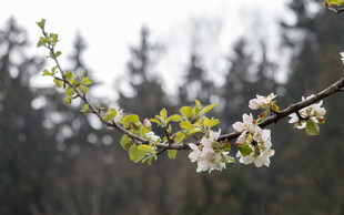 苹果花