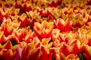 绚烂多彩的郁金香花海