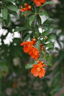 枝头绽放的艳丽橙红色花朵