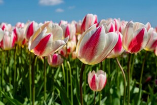 绚烂多彩郁金香花海