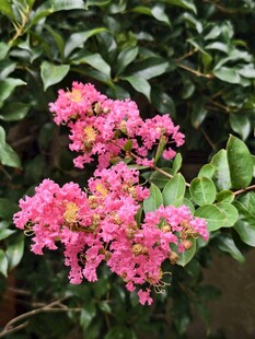 紫薇花开