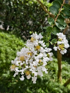 白色紫薇花