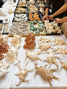贝壳展