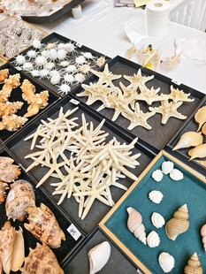 海星标本