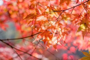 秋日红枫叶特写