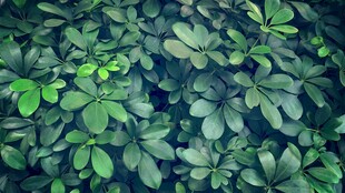 翠绿繁茂的植物叶片
