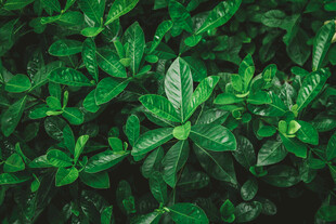 翠绿欲滴的繁茂叶片