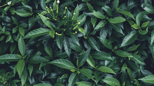 翠绿繁茂的植物叶片