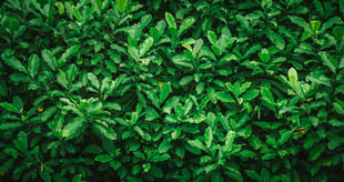 翠绿繁茂的植物叶片