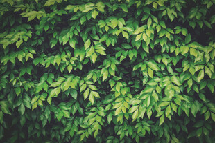 翠绿繁茂的植物叶片景观