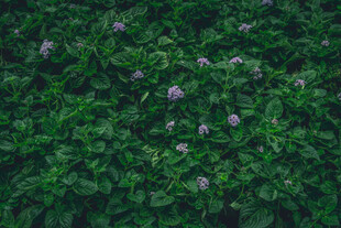 翠绿繁茂的植物花卉景观