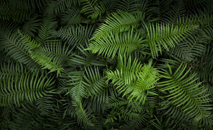 翠绿蕨类植物背景图