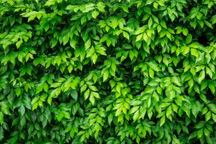 翠绿繁茂的植物墙景观