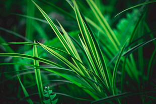 翠绿植物特写