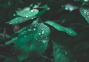 雨后翠绿叶片上的晶莹水珠