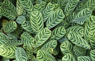 条纹绿植叶片特写