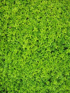 翠绿繁茂的苔藓背景图