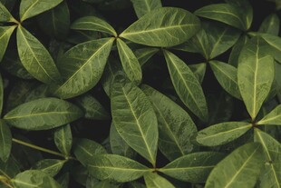 翠绿叶片的自然生机画面