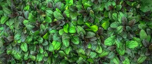 翠绿繁茂的植物叶片