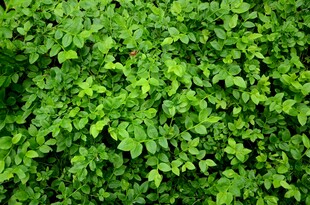 翠绿繁茂的爬藤植物