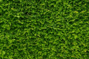 翠绿繁茂的植物墙纹理
