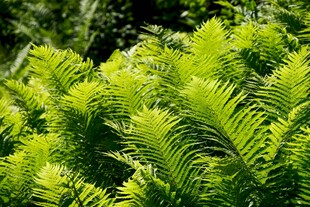 翠绿蕨类植物生机勃勃