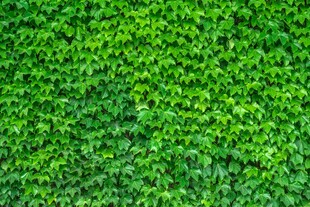 翠绿繁茂的植物墙纹理