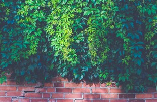 砖墙绿植自然清新景致