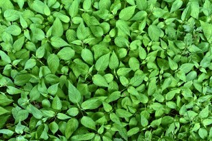 翠绿鲜嫩的密集植物叶片