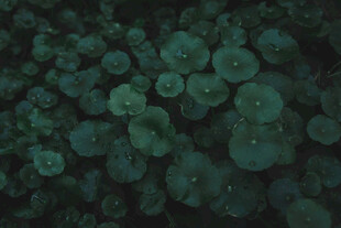 水下浮萍景象