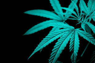 蓝绿色大麻叶特写