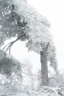 雪覆苍松
