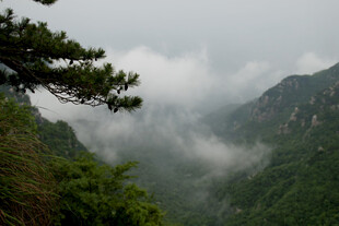 庐山山间松景