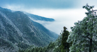 江西庐山景区雾凇