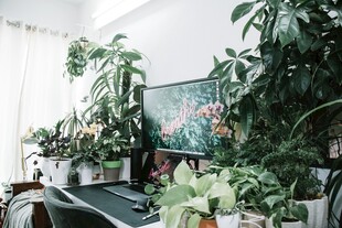 室内绿植环绕的温馨角落