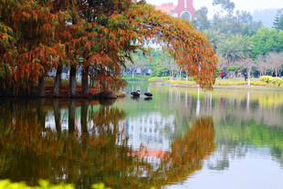 厦门大学秋日湖畔