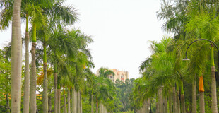 厦门大学林荫大道