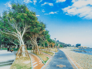 厦门海滨林荫步道风景