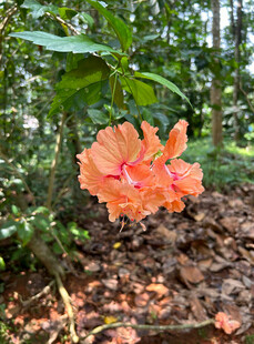 林中绽放的橙红色木槿花