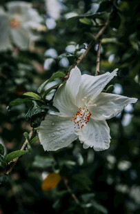 白色木槿花特写
