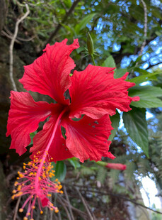 娇艳红扶桑花特写