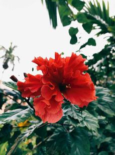 娇艳朱槿花