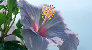 蓝紫色木槿花特写