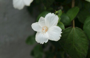 洁白单瓣茉莉花特写