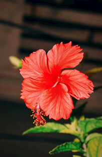娇艳朱槿花