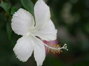 白色木槿花特写