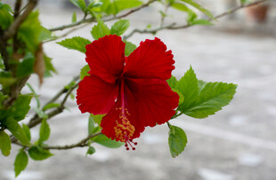 娇艳朱槿花