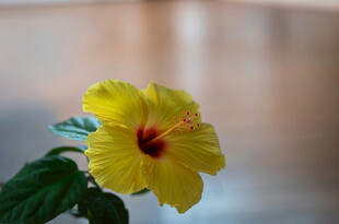 黄色木槿花特写